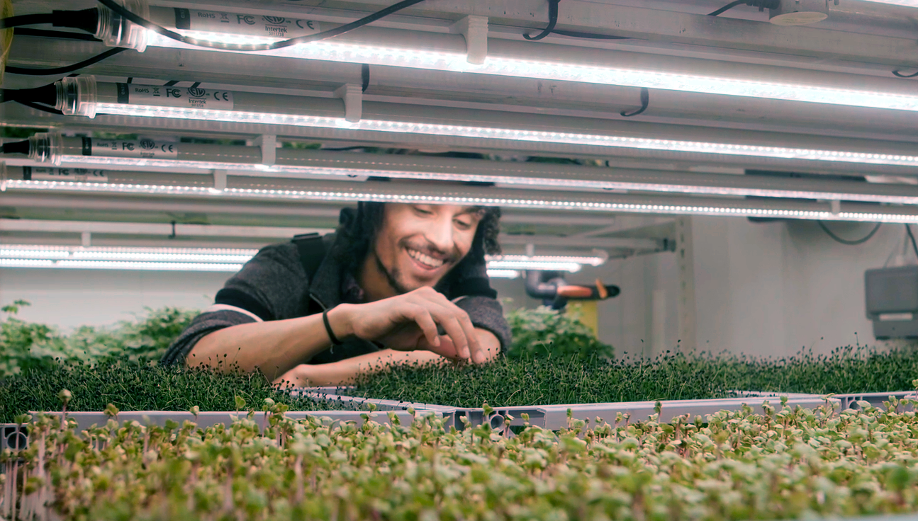 Horticultural operative working in a vertical farm.