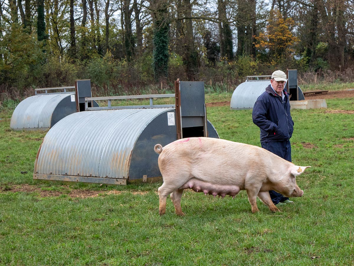 Assistant stockperson on a livestock farm.