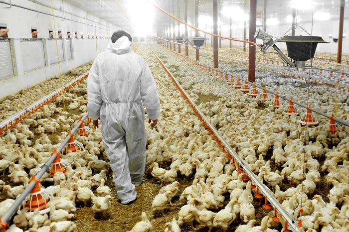 Chicken catcher in a poultry shed.