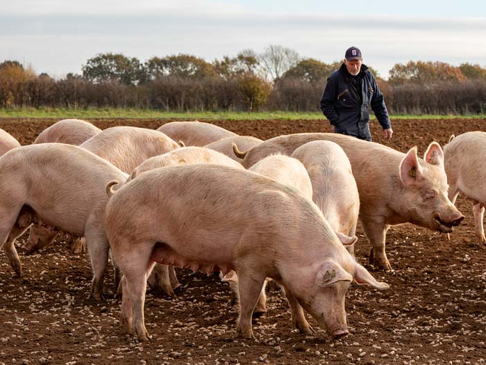 Unit manager with his pigs.