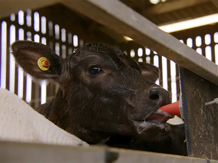 Dairy farmers use technology to track the health and welfare of their herd - even starting with their youngest calves. Photographer: Recut Collective.