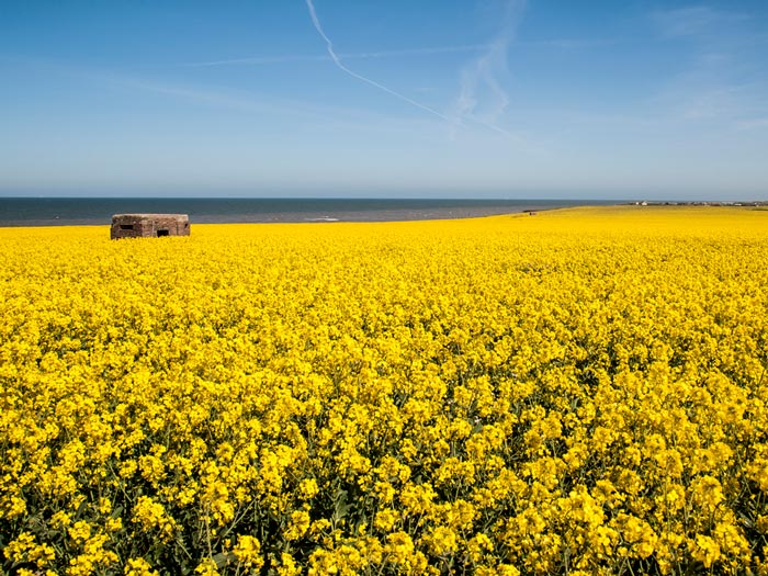 A World War Two pillbox sits among the rolling fields of oilseed rape on the Kent coast.