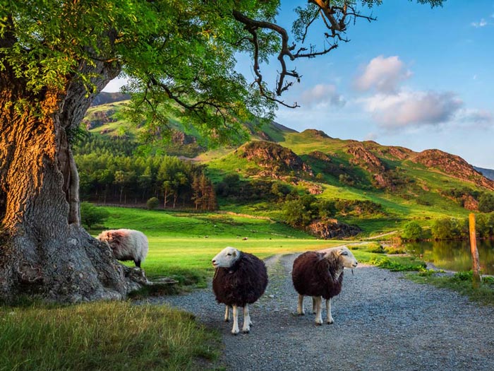 Sheep wander freely through the hills of theLake District.