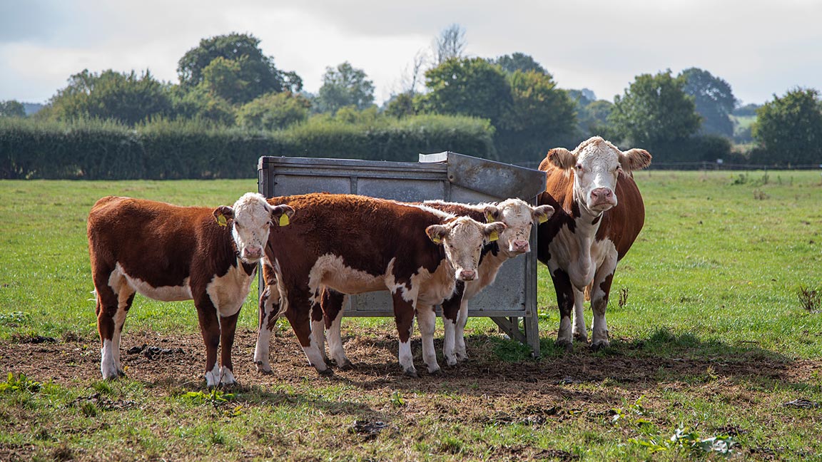 Beef cattle enjoying a warm day in the field.