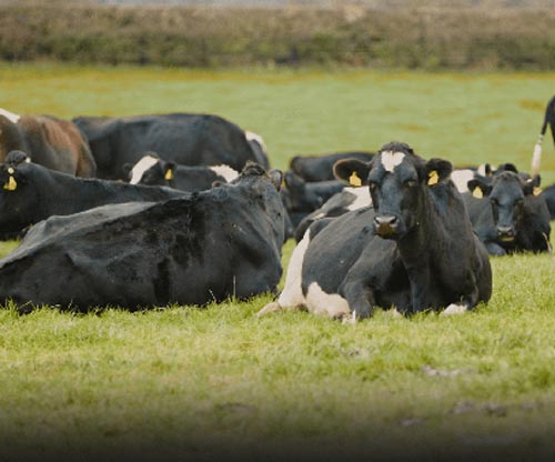 Jemma Naish had the pleasure of attending the Swardmasters dairy farmer discussion group.