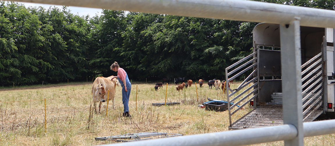 Chloe Wilcock farms rare breed cattle, chickens, goats and pigs in Kent, despite not owning any of her own land.