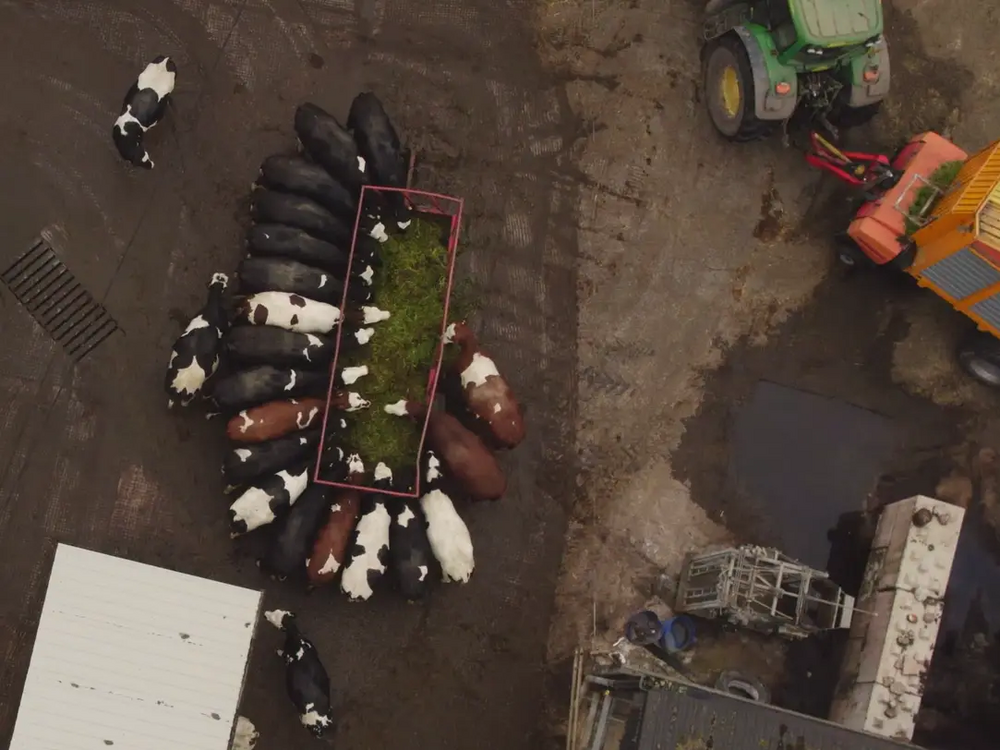 Halton Farms is a high welfare, high output dairy unit. Get to know more about the industry with this virtual work shadowing experience.